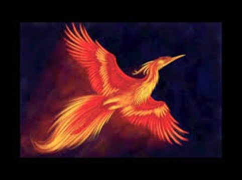 Oiseau dossier